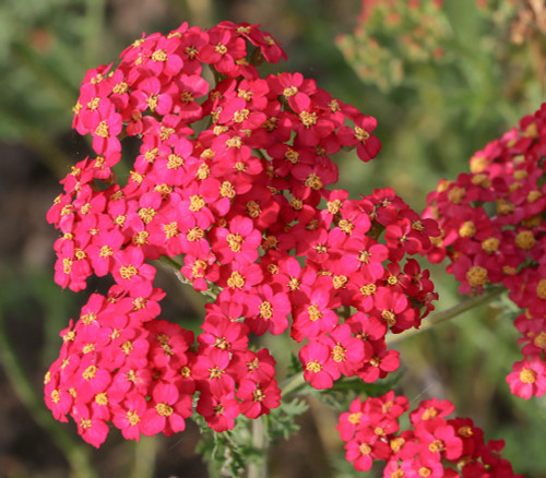 Achillea millefolium - Yarrow, Red Seeds