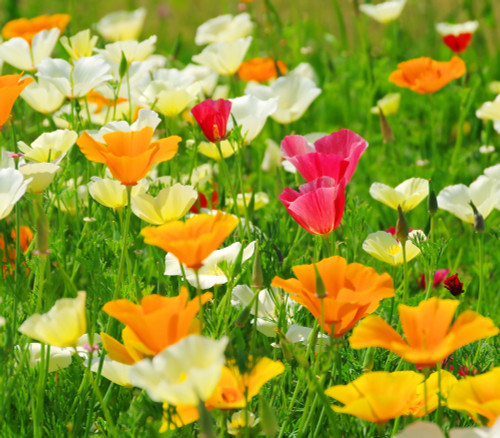 Eschscholzia californica - California Poppy, Mixed Colors Seeds Eschscholzia californica - California Poppy, Mixed Colors Seeds