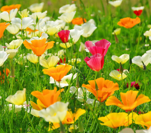 Eschscholzia californica - California Poppy, Mixed Colors Seeds