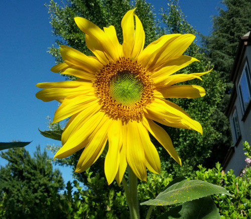 Helianthus annuus - Sunflower, Mammoth Grey Stripe Seeds