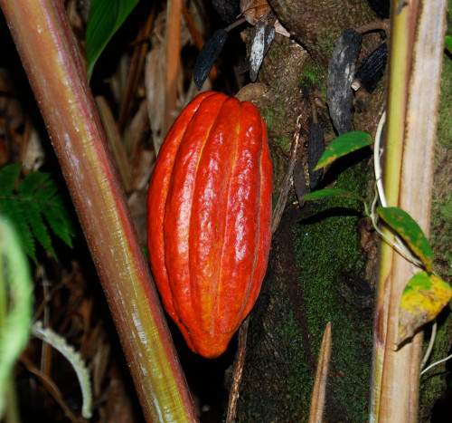 Theobroma cacao - Cacao, red fruited