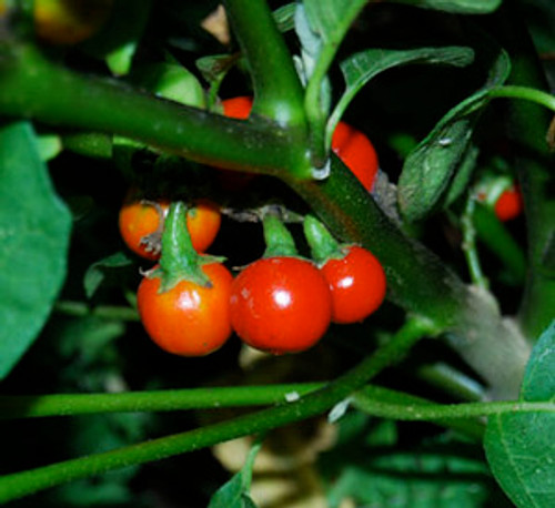 Solanum uporo - Cannibal's Tomato Seeds