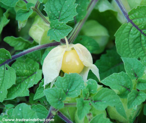 Physalis pruinosa - Aunt Molly's Ground Cherry Seeds