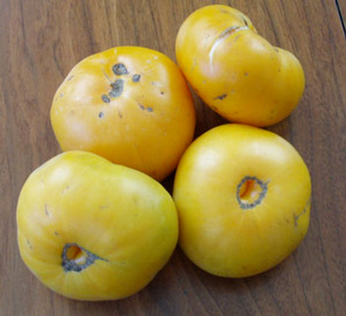 Brandywine Tomato, Yellow Seeds