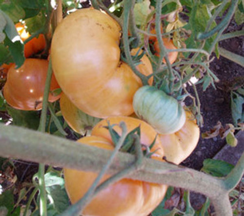 Gary's Golden Bear Tomato