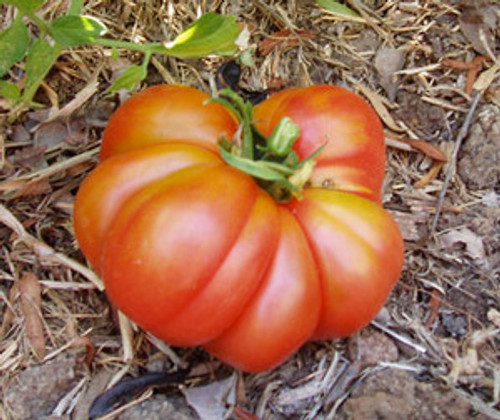 Henderson's Pink Ponderosa Tomato Seeds