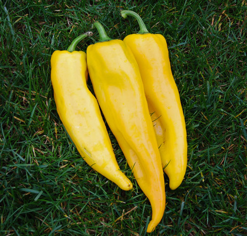 Corno di Toro Pepper, Yellow Seeds Corno di Toro Pepper, Yellow Seeds