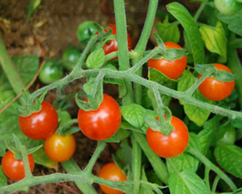 Gardener's Delight Tomato