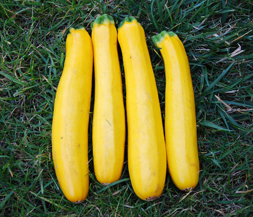 Zucchini, Golden Seeds
