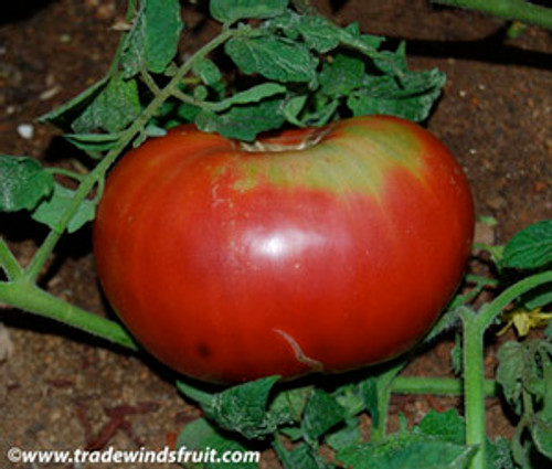 Marianna's Peace Tomato