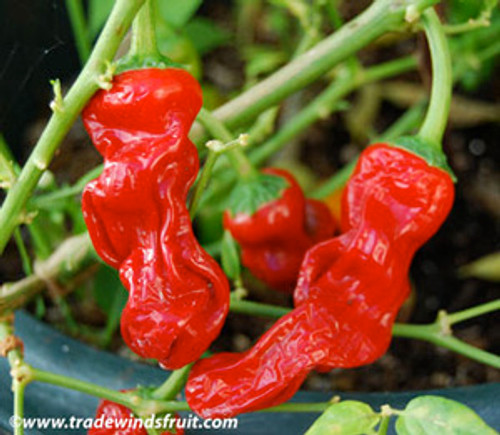 Peter Pepper, Red Seeds Peter Pepper, Red Seeds