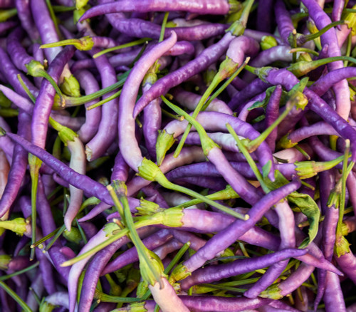 Cayenne Pepper, Long Purple Seeds Cayenne Pepper, Long Purple Seeds