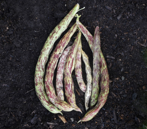 Dragon's Tongue Bean Seeds