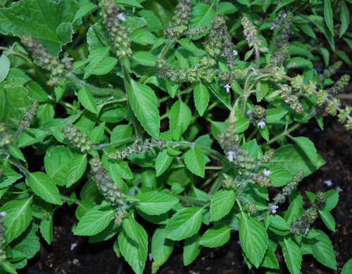 Ocimum basilicum - Basil, Spice Seeds