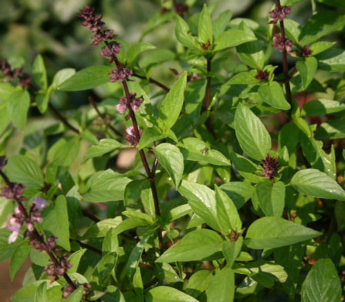 Ocimum basilicum - Basil, Indian Seeds