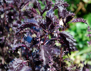 Ocimum basilicum - Basil, Purple Ruffles Seeds