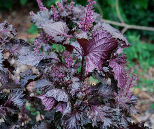 Perilla frutescens - Shiso, Japanese Red Leaved Seeds Perilla frutescens - Shiso, Japanese Red Leaved Seeds