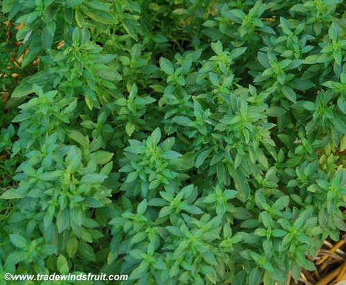 Ocimum basilicum - Basil, Dwarf Greek Seeds