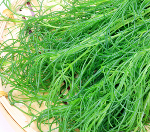 Salsola komarovii - Okahijiki, Land Seaweed Seeds