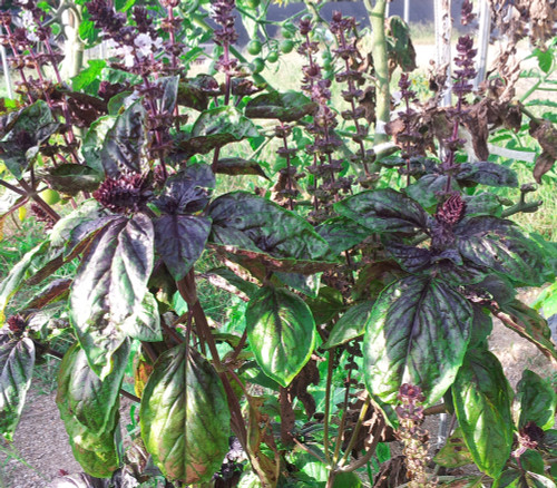 Ocimum basilicum - Basil, Red Lettuce Leaved Seeds
