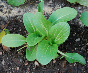 Dwarf Pak Choi, Ching Chiang Seeds