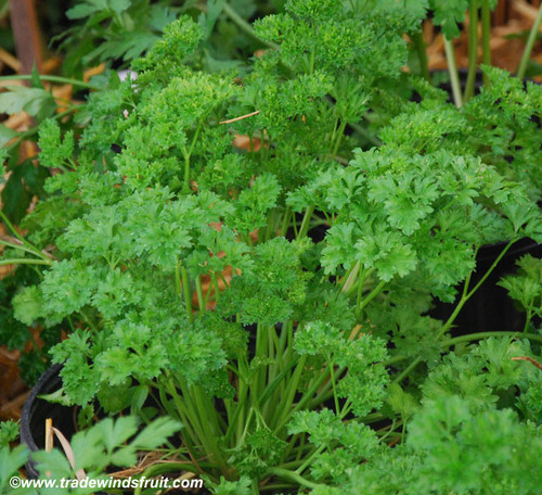 Petroselinum crispum - Parsley, Italian Giant Seeds