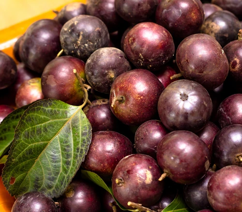 Flacourtia indica - Governor's Plum Seeds