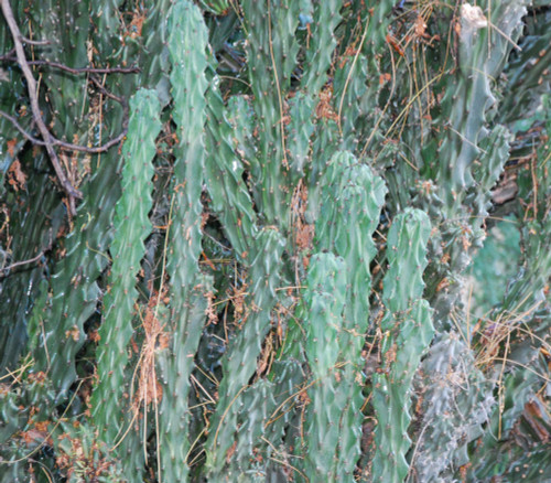 Cereus repandus - Apple Cactus, Montrose Form Seeds