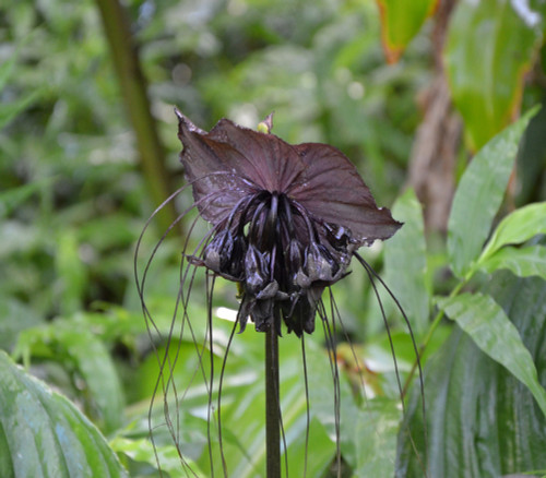 Tacca chantrieri - Bat Flower, Black Seeds