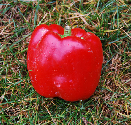 Quadrato d'Asti Rosso Pepper Seeds