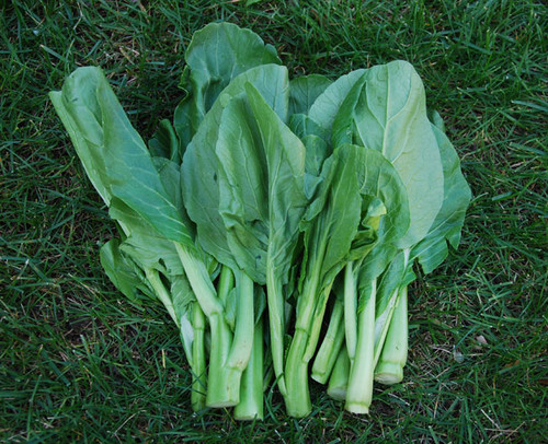 Yu Choy, 50 Days Edible Seeds Yu Choy, 50 Days Edible Seeds