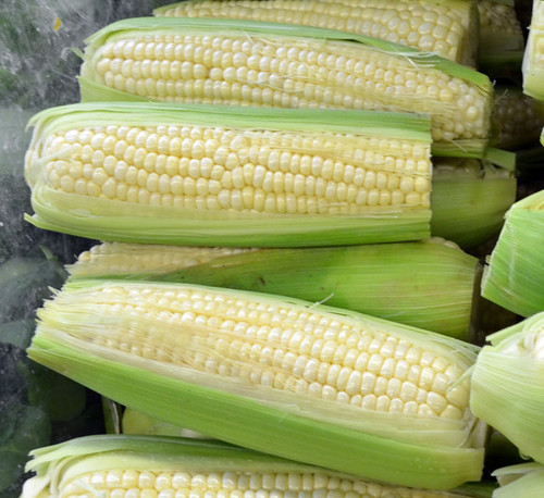 Stowell's Evergreen Corn Seeds