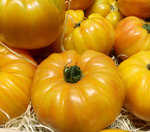 Giant Belgium, Yellow Tomato Seeds Giant Belgium, Yellow Tomato Seeds