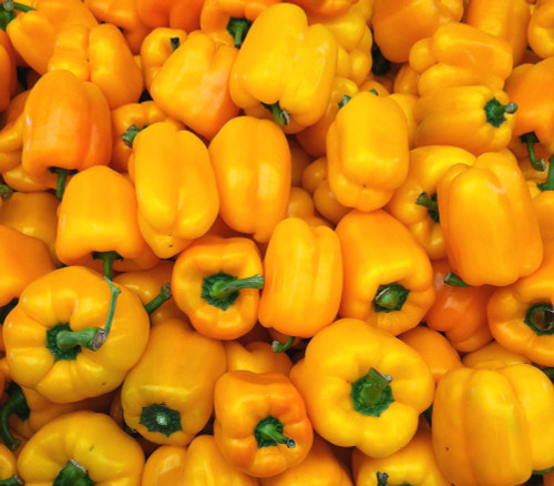 California Wonder Pepper, Golden Seeds
