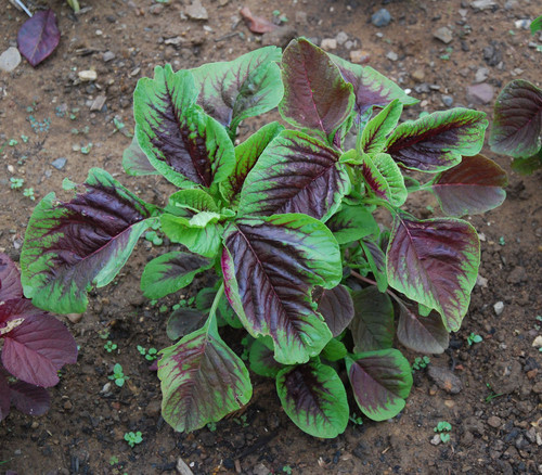 Amaranth, Edible Red Stripe Seeds