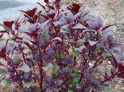 Amaranth, Edible All Red Seeds