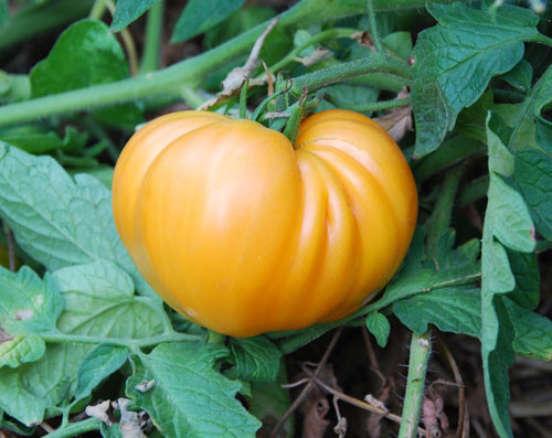 Dr. Wyche's Yellow Tomato Seeds