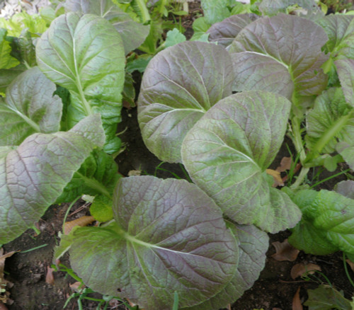 Mustard, Osaka Purple Seeds