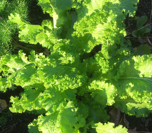Mustard, Southern Giant Curled Seeds