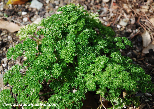 Petroselinum crispum - Parsley, Moss Curled Seeds