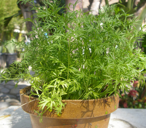 Coriandrum sativum - Coriander, Confetti Seeds