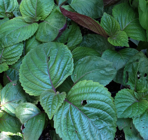 Perilla frutescens - Shiso, Britton Seeds