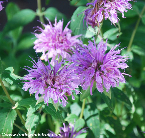 Monarda fistulosa - Bergamot, Wild Seeds Monarda fistulosa - Bergamot, Wild Seeds