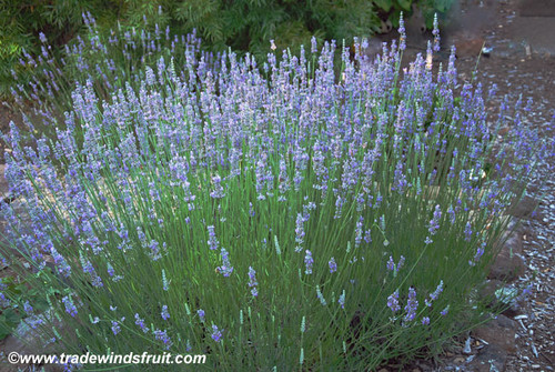 Lavandula angustifolia - Lavender, English Seeds