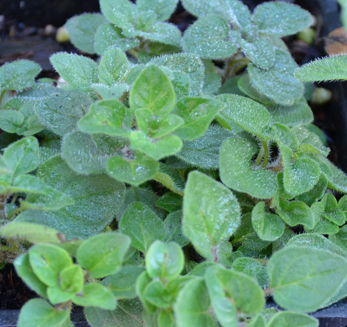 Origanum vulgare - Oregano, Greek Seeds