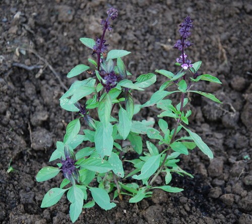 Ocimum basilicum - Basil, Clove Seeds