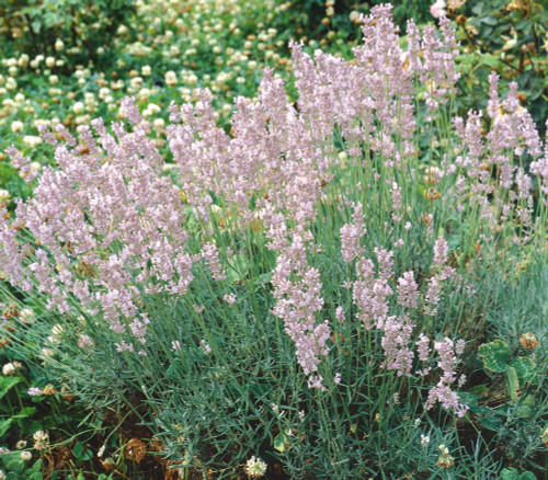 Lavandula angustifolia - Lavender, Rosea