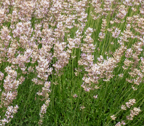 Lavandula angustifolia - Lavender, Rosea Seeds Lavandula angustifolia - Lavender, Rosea Seeds