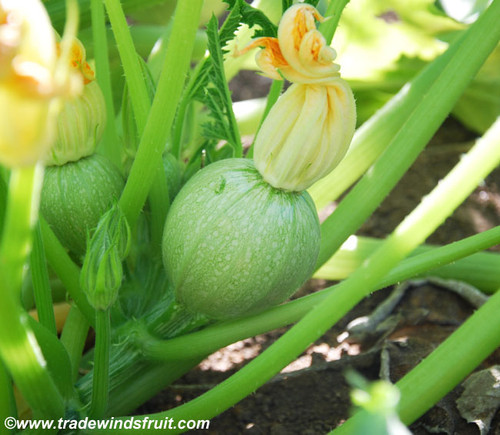 Zucchini, Round Seeds