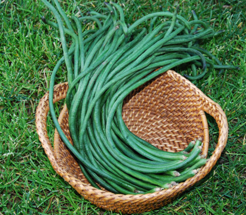 Yard Long Bean, 3 Feet Plus Seeds